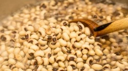 vigna-2