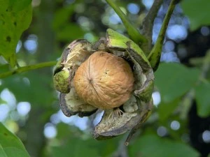 Грецкий орех для красоты и здоровья.