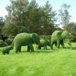 Topiary12