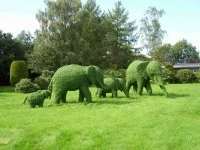 Topiary12