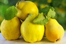 quince on a green background