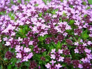 thymus3